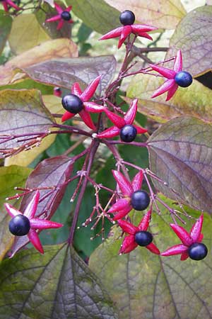 Clerodendrum trichotomum \ Japanischer Losbaum / Harlequin Glory Bower, Chance Tree, D Mannheim 28.9.2014