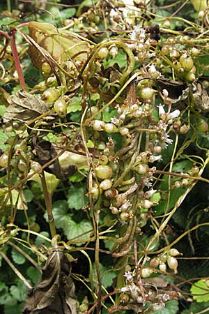 Cuscuta lupuliformis \ Weiden-Seide / Willow Dodder, D Pfalz, Speyer 28.7.2007