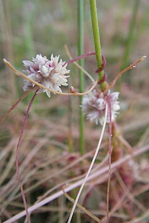 Cuscuta epithymum \ Quendel-Seide / Dodder, D Neuleiningen 3.7.2007