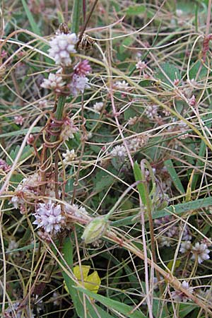 Cuscuta epithymum \ Quendel-Seide / Dodder, D Neuleiningen 3.7.2007