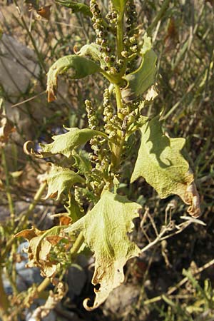 Chenopodium rhombifolium \ Sgeblttriger Gnsefu, D Mannheim 6.9.2009