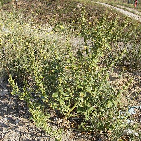 Chenopodium rhombifolium \ Sgeblttriger Gnsefu / Serrate-Leaved Goosefoot, D Mannheim 6.9.2009