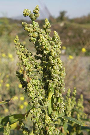 Chenopodium rhombifolium / Serrate-Leaved Goosefoot, D Mannheim 6.9.2009