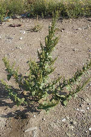 Chenopodium rhombifolium \ Sgeblttriger Gnsefu, D Mannheim 6.9.2009