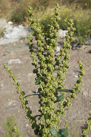 Chenopodium rhombifolium / Serrate-Leaved Goosefoot, D Mannheim 6.9.2009