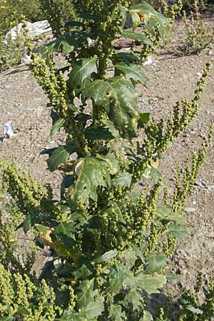 Chenopodium rhombifolium / Serrate-Leaved Goosefoot, D Mannheim 6.9.2009