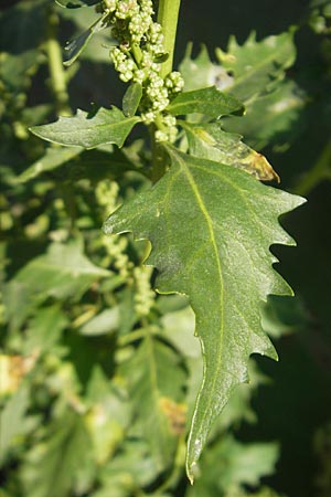 Chenopodium rhombifolium / Serrate-Leaved Goosefoot, D Mannheim 6.9.2009