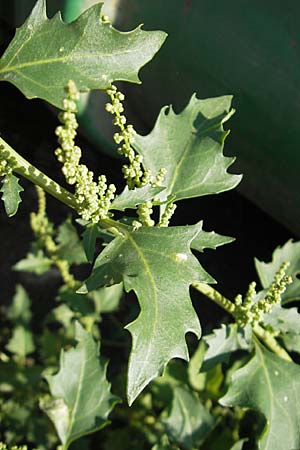 Chenopodium rhombifolium \ Sgeblttriger Gnsefu, D Mannheim 6.9.2009