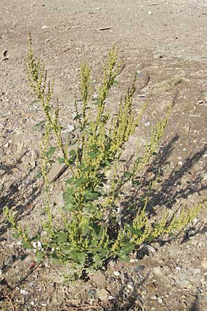 Chenopodium rhombifolium \ Sgeblttriger Gnsefu, D Mannheim 6.9.2009