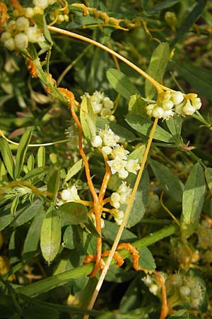 Cuscuta campestris \ Amerikanische Seide / Yellow Dodder, D Mannheim 29.9.2010