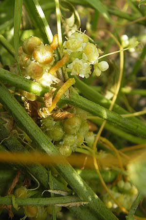 Cuscuta campestris / Yellow Dodder, D Mannheim 29.9.2010