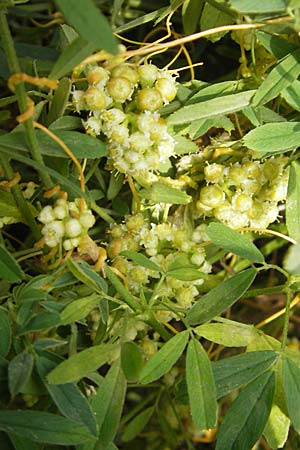 Cuscuta campestris / Yellow Dodder, D Mannheim 29.9.2010