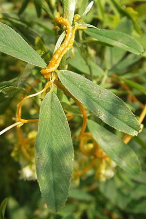 Cuscuta campestris \ Amerikanische Seide / Yellow Dodder, D Mannheim 29.9.2010