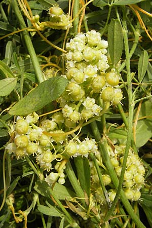 Cuscuta campestris \ Amerikanische Seide / Yellow Dodder, D Mannheim 29.9.2010