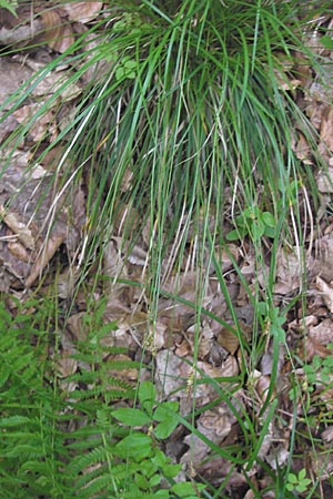 Carex umbrosa \ Schatten-Segge / Umbrosa Sedge, D Lobbach-Waldwimmersbach 19.6.2013