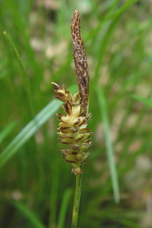 Carex umbrosa \ Schatten-Segge / Umbrosa Sedge, D Lobbach-Waldwimmersbach 19.6.2013