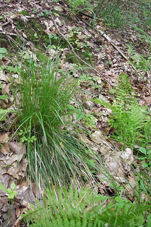 Carex umbrosa \ Schatten-Segge / Umbrosa Sedge, D Lobbach-Waldwimmersbach 19.6.2013