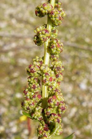 Chenopodium rhombifolium \ Sgeblttriger Gnsefu / Serrate-Leaved Goosefoot, D Mannheim 21.9.2013