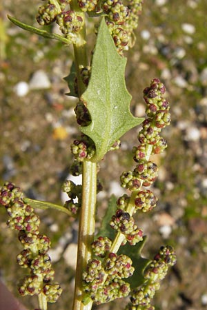 Chenopodium rhombifolium \ Sgeblttriger Gnsefu, D Mannheim 21.9.2013