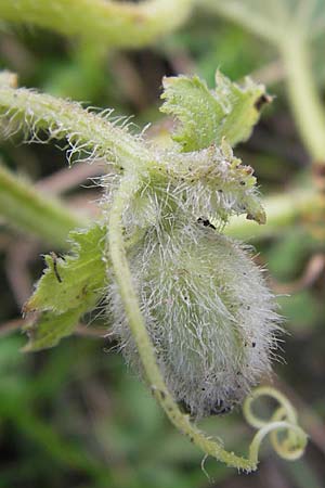 Cucumis melo / Musk Melon, D Mannheim 25.9.2013