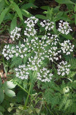 Chaerophyllum villarsii \ Villars' Klberkropf, D Immenstadt 21.6.2011