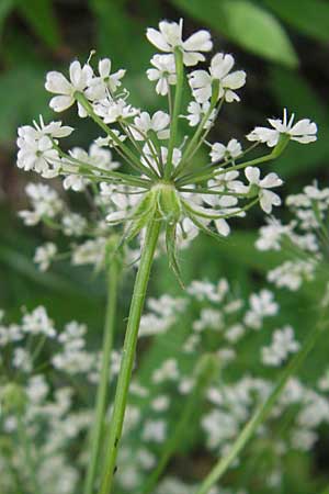 Chaerophyllum villarsii \ Villars' Klberkropf, D Immenstadt 21.6.2011