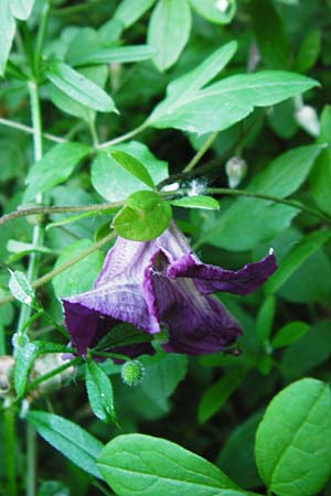 Clematis viticella \ Italienische Waldrebe, D Groß-Gerau 6.6.2014