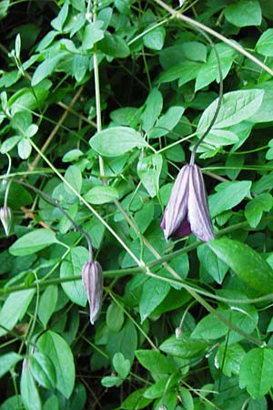 Clematis viticella \ Italienische Waldrebe, D Groß-Gerau 6.6.2014