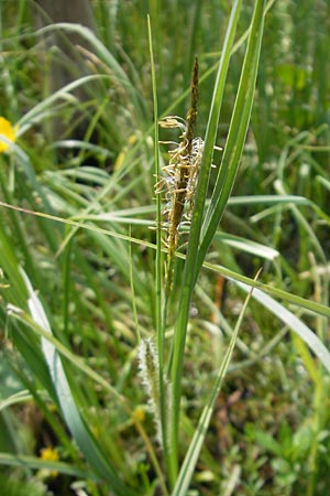 Carex rostrata \ Schnabel-Segge / Bottle Sedge, D Kempten 22.5.2009