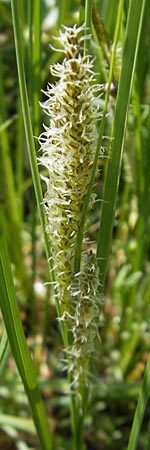 Carex rostrata \ Schnabel-Segge, D Kempten 22.5.2009