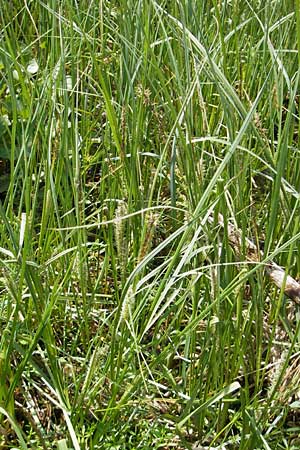 Carex rostrata \ Schnabel-Segge, D Kempten 22.5.2009