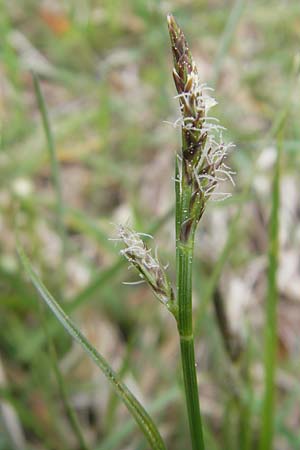 Carex montana \ Berg-Segge / Mountain Sedge, Soft-Leaved Sedge, D Hahn 21.4.2011