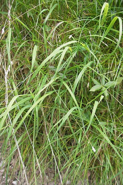 Sesleria caerulea \ Kalk-Blaugras / Moor Grass, D Berchtesgaden 20.6.2011