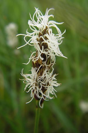 Carex disticha \ Zweizeilige Segge / Brown Sedge, Two-Ranked Sedge, D Velden 6.5.2012