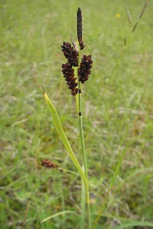 Carex flacca \ Blaugrne Segge, D Nördlingen 8.6.2012