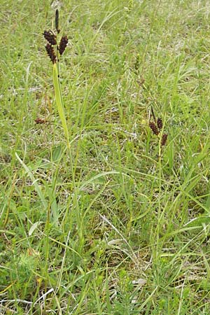 Carex flacca \ Blaugrne Segge, D Nördlingen 8.6.2012