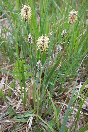 Carex panicea \ Hirse-Segge, D Pfalz, Speyer 3.5.2013