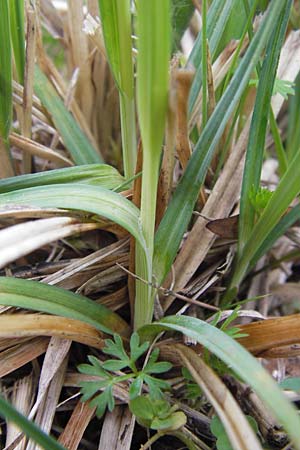 Carex panicea \ Hirse-Segge / Carnation Sedge, D Pfalz, Speyer 3.5.2013