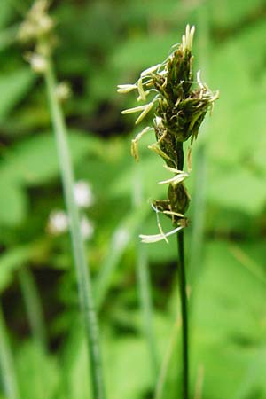 Carex polyphylla \ Unterbrochenhrige Segge, D Hilzingen (Hegau) 3.5.2014