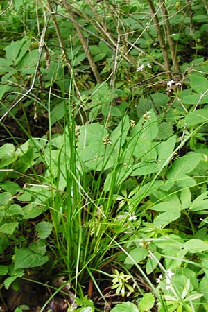 Carex polyphylla \ Unterbrochenhrige Segge, D Hilzingen (Hegau) 3.5.2014