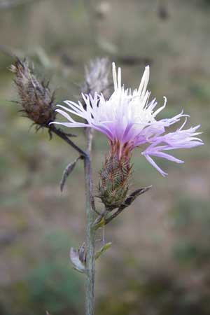 Centaurea australis x diffusa / Hybrid Knapweed, D Mannheim 23.9.2014