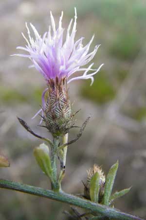 Centaurea australis x diffusa / Hybrid Knapweed, D Mannheim 23.9.2014