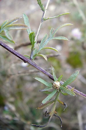 Centaurea australis x diffusa / Hybrid Knapweed, D Mannheim 23.9.2014