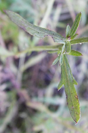 Centaurea diffusa \ Sparrige Flockenblume, D Mannheim 23.9.2014