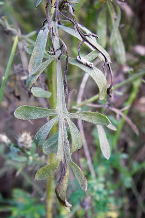 Centaurea diffusa \ Sparrige Flockenblume / Diffuse Knapweed, D Mannheim 23.9.2014