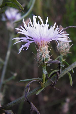 Centaurea diffusa \ Sparrige Flockenblume / Diffuse Knapweed, D Mannheim 23.9.2014