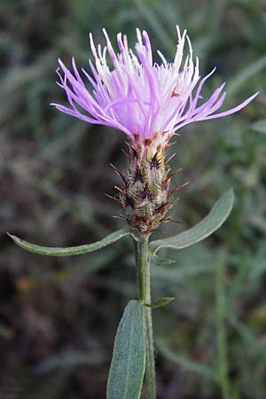 Centaurea australis x diffusa / Hybrid Knapweed, D Mannheim 23.9.2014