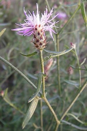 Centaurea australis x diffusa / Hybrid Knapweed, D Mannheim 23.9.2014