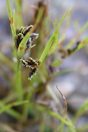 Cyperus fuscus \ Braunes Zypergras, D Rheinstetten-Silberstreifen 16.8.2008