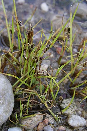 Cyperus fuscus \ Braunes Zypergras, D Rheinstetten-Silberstreifen 16.8.2008